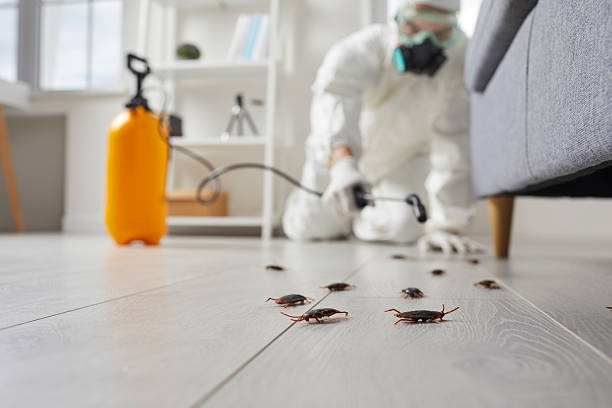 Post-Treatment Bed Bug Interceptor Monitoring in Cambridge